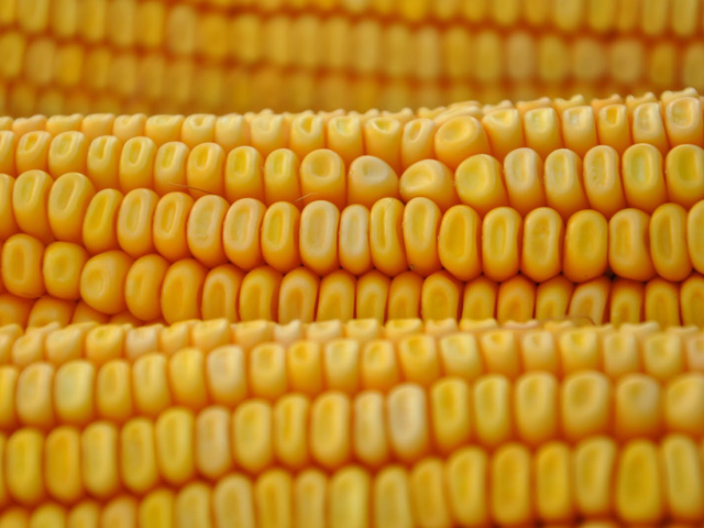 Farmers may want to consider making some 2019 corn sales while the December 2019 futures contract is trading near $4 amid the possibility of higher corn acreage next year. (DTN Photo by Katie Dehlinger)